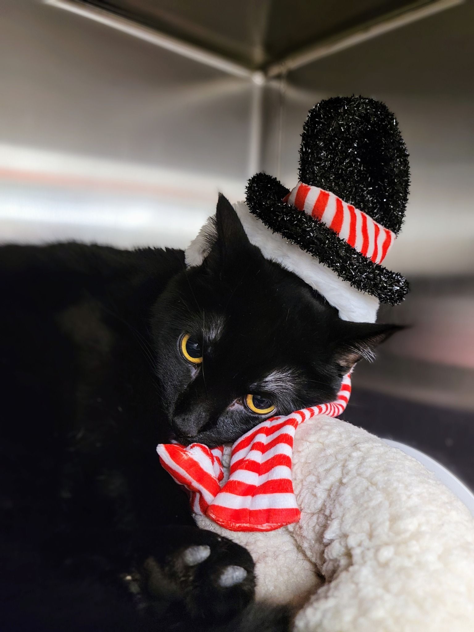 TCHS Launches a Christmas in July Cat Sale!
