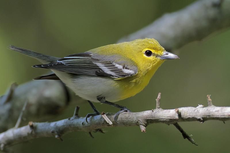 Yellow-throated Vireo | Bird Gallery | Houston Audubon