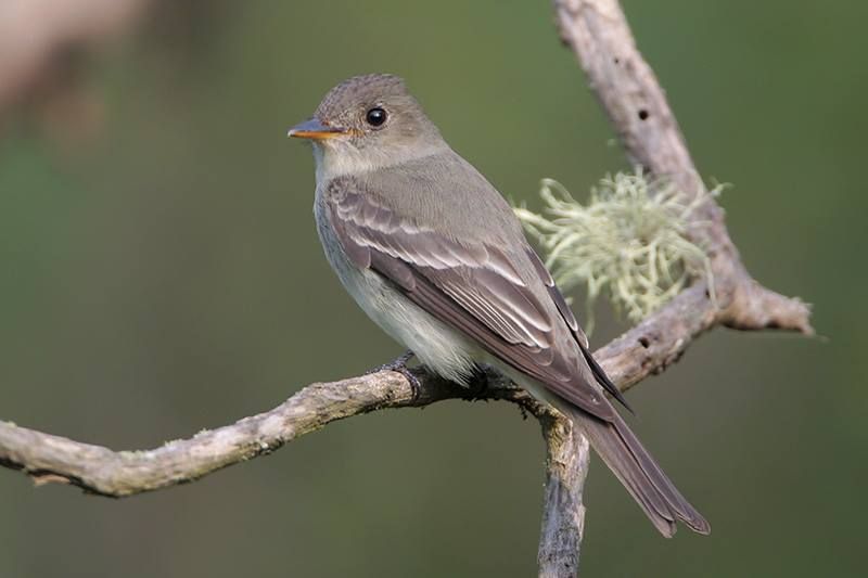 Eastern Wood-Pewee