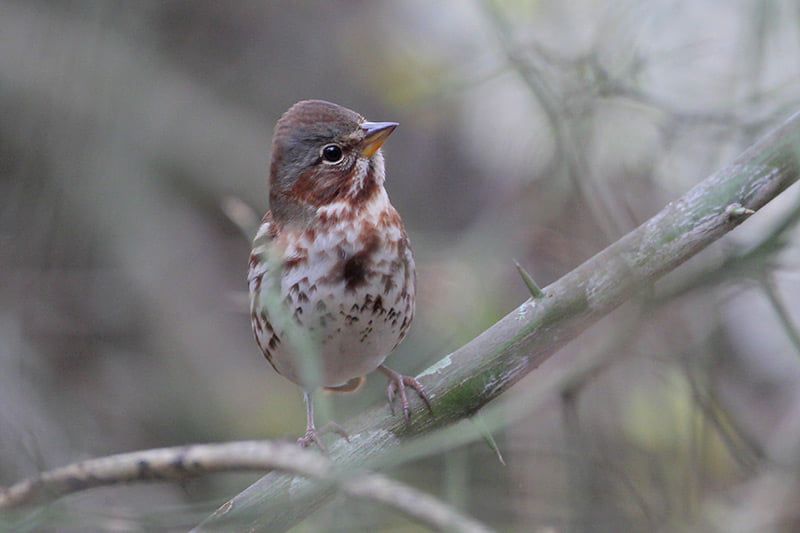 Fox Sparrow