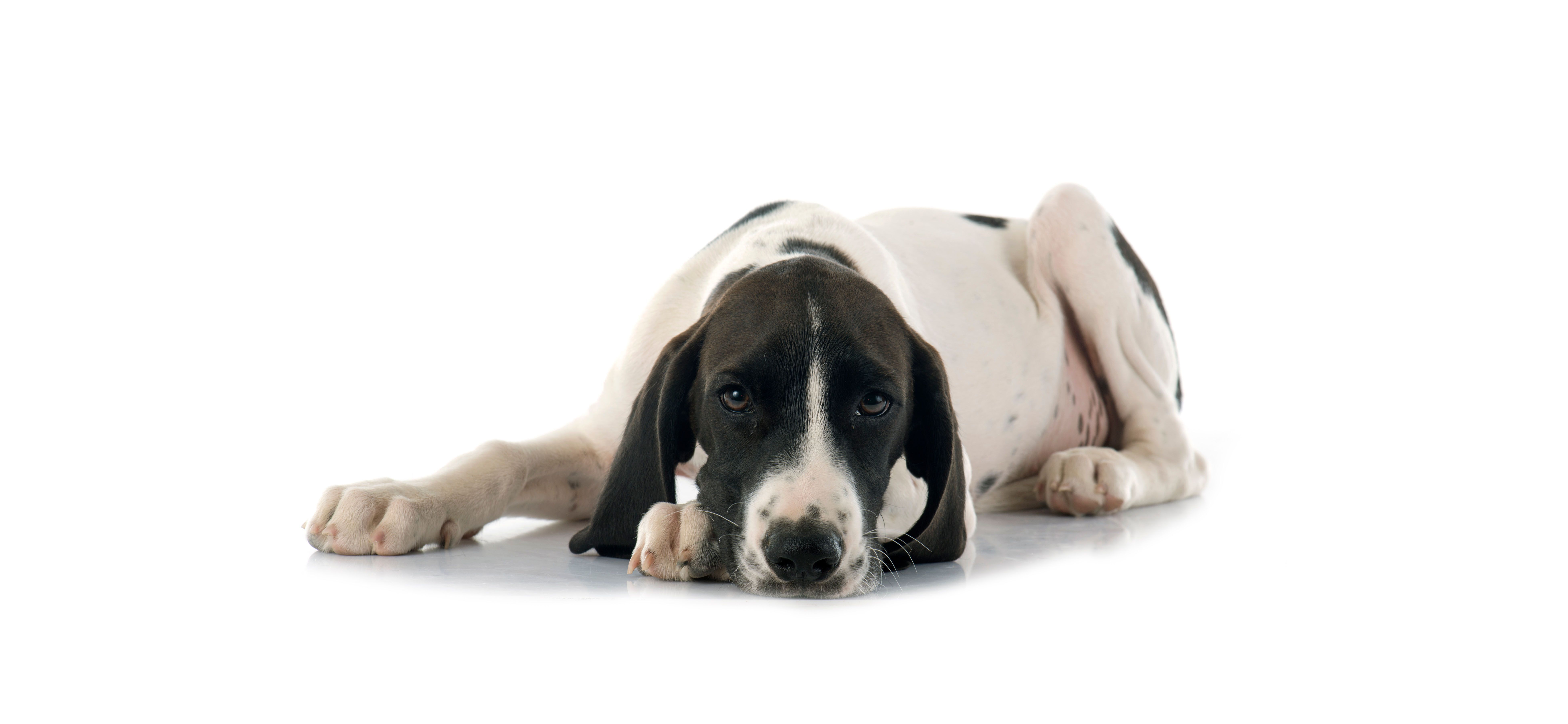 Give a Day of Shelter for Homeless Pets