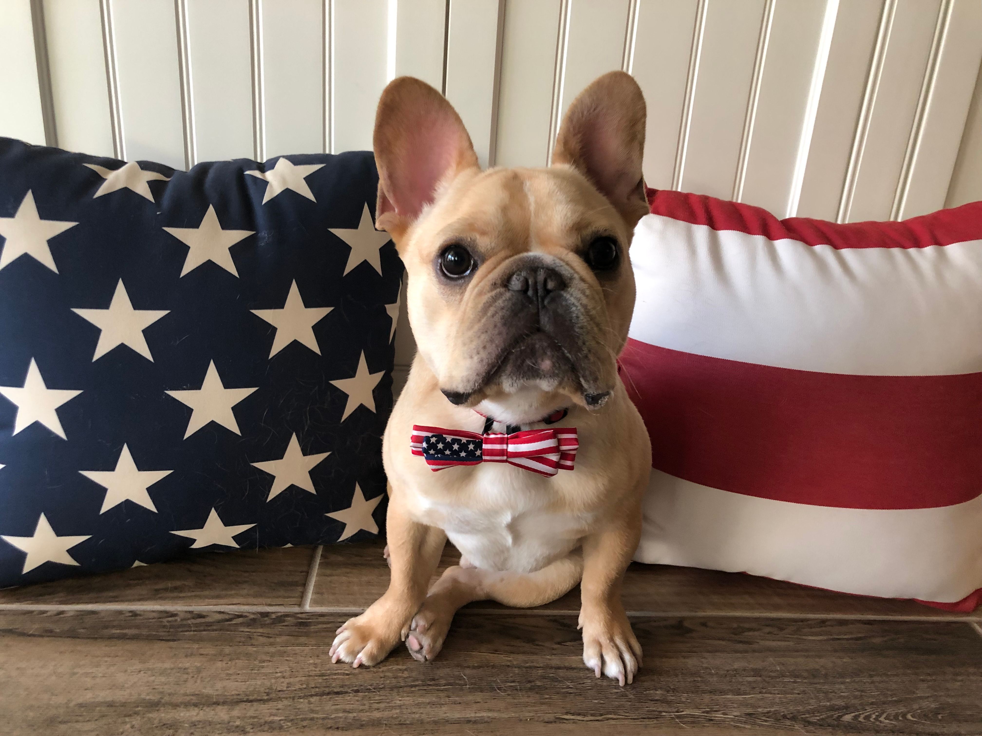 Cute fourth of July dog