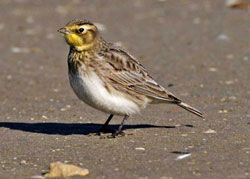 Horned Lark