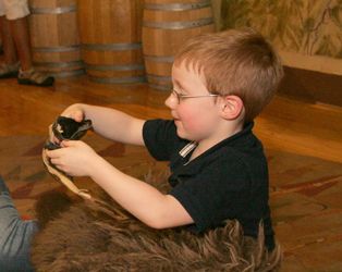 Young boy with fur from a bison sitting in the Smoky Hill Museum.