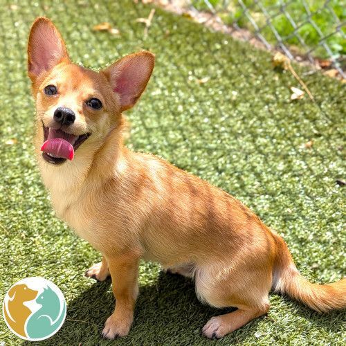 TAJI - Adopted 9/23!