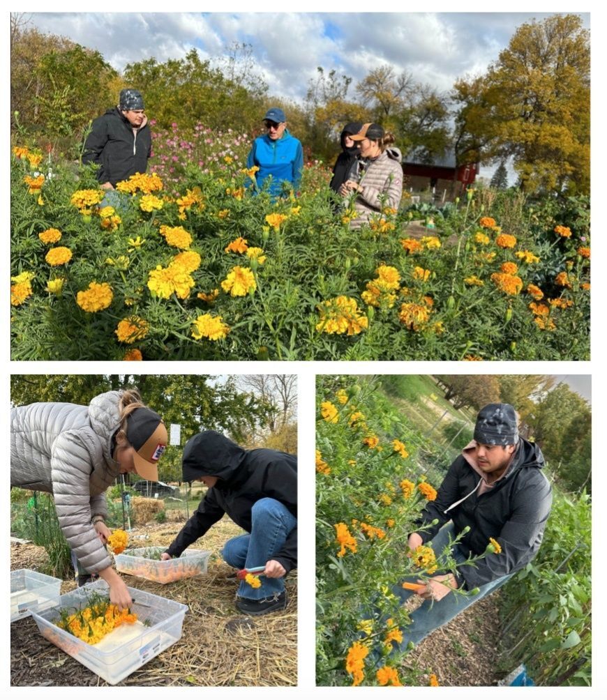 Rush to Harvest Day of the Dead Marigolds Before First Frost