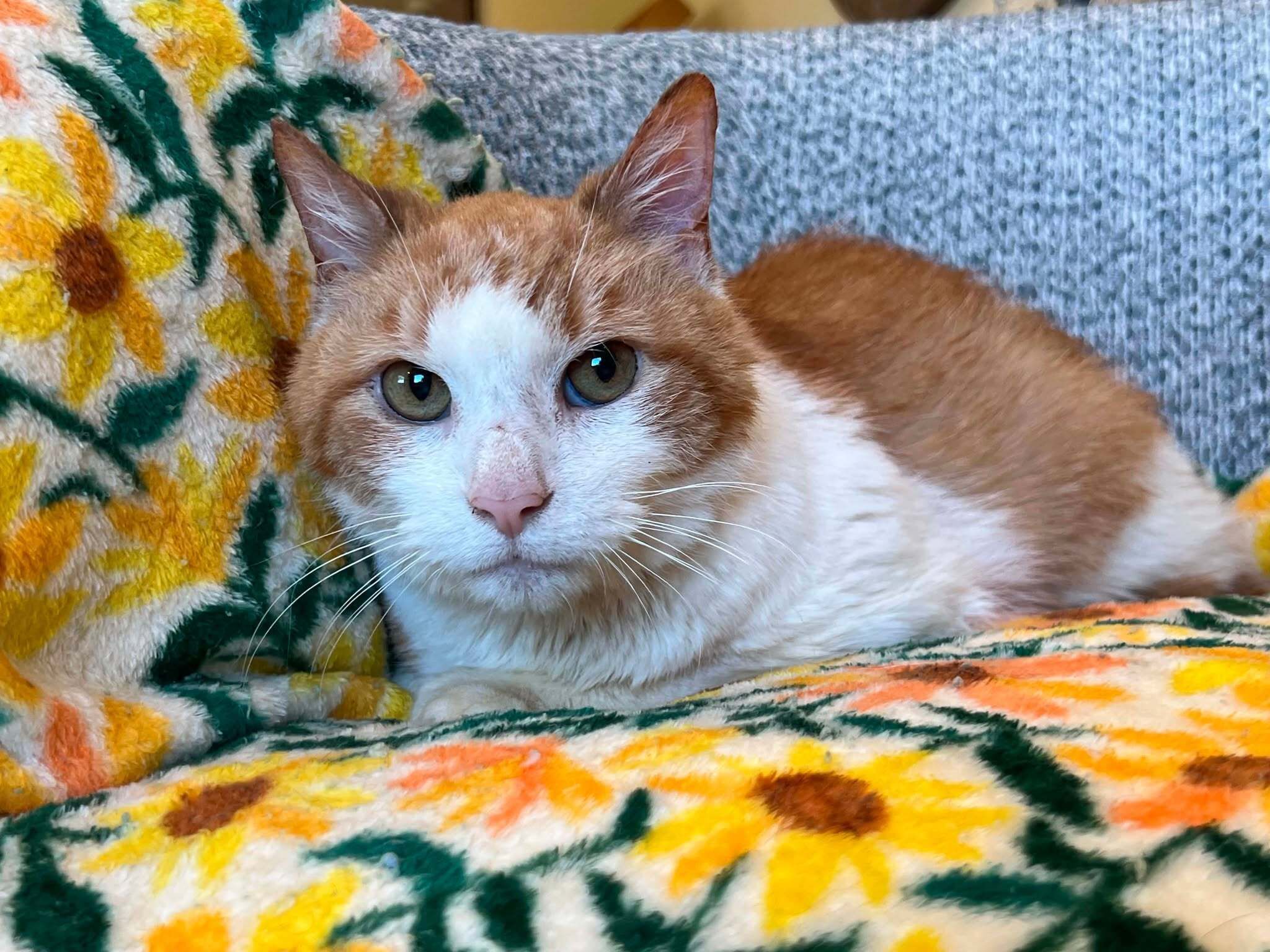 Adopt a Senior Pet