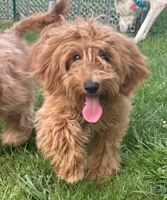 Ariel - ADOPTED