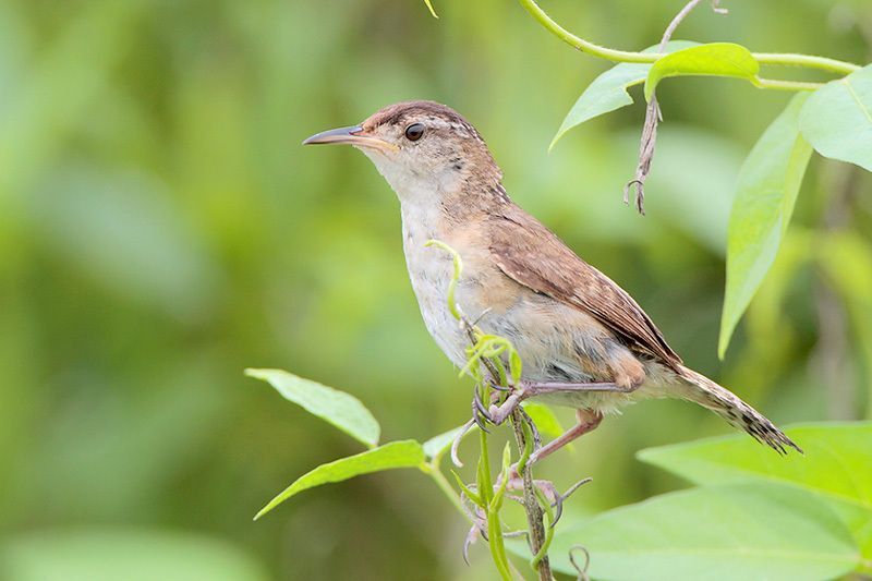 Marsh Wren