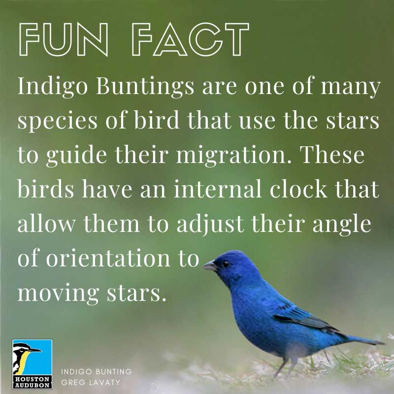 Indigo Bunting fun fact