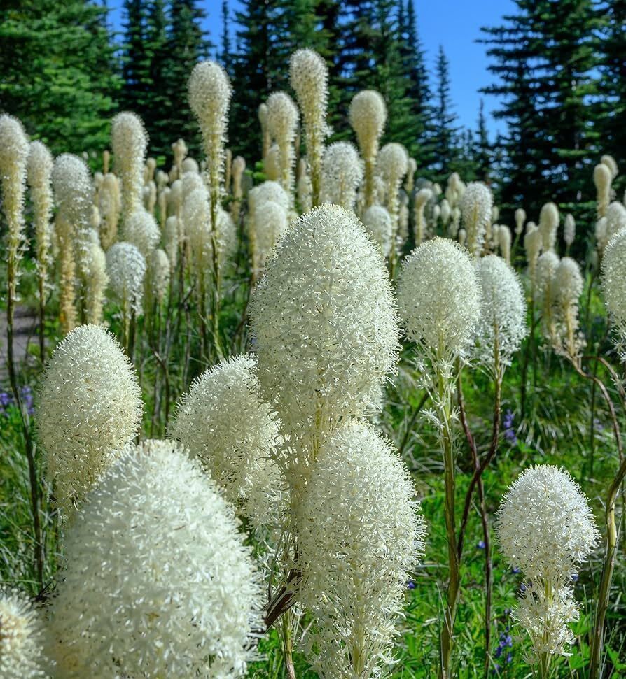 Healthy Acres Newsletter
