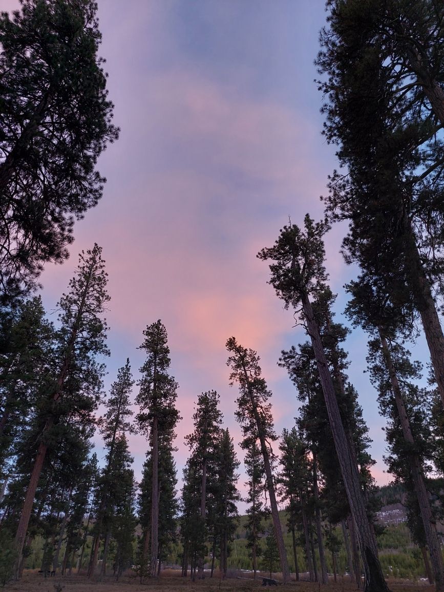 A view up to the sky in a meadow, trees surrounding the edge of the frame, into a cotton candy colored sky at sunset.
