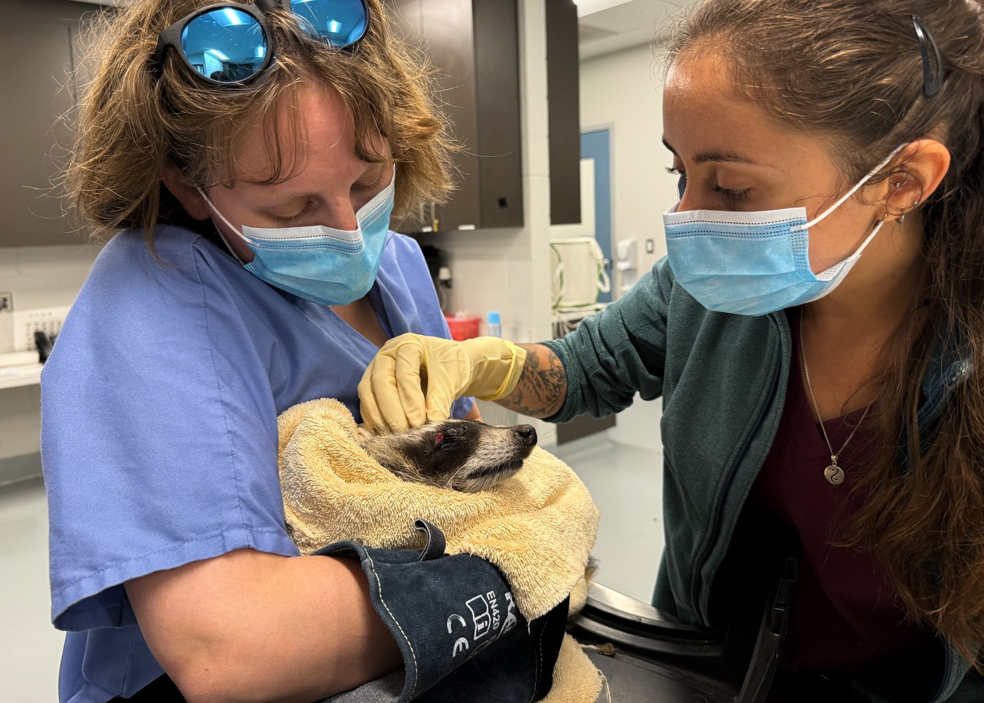 veterinary internship surgery