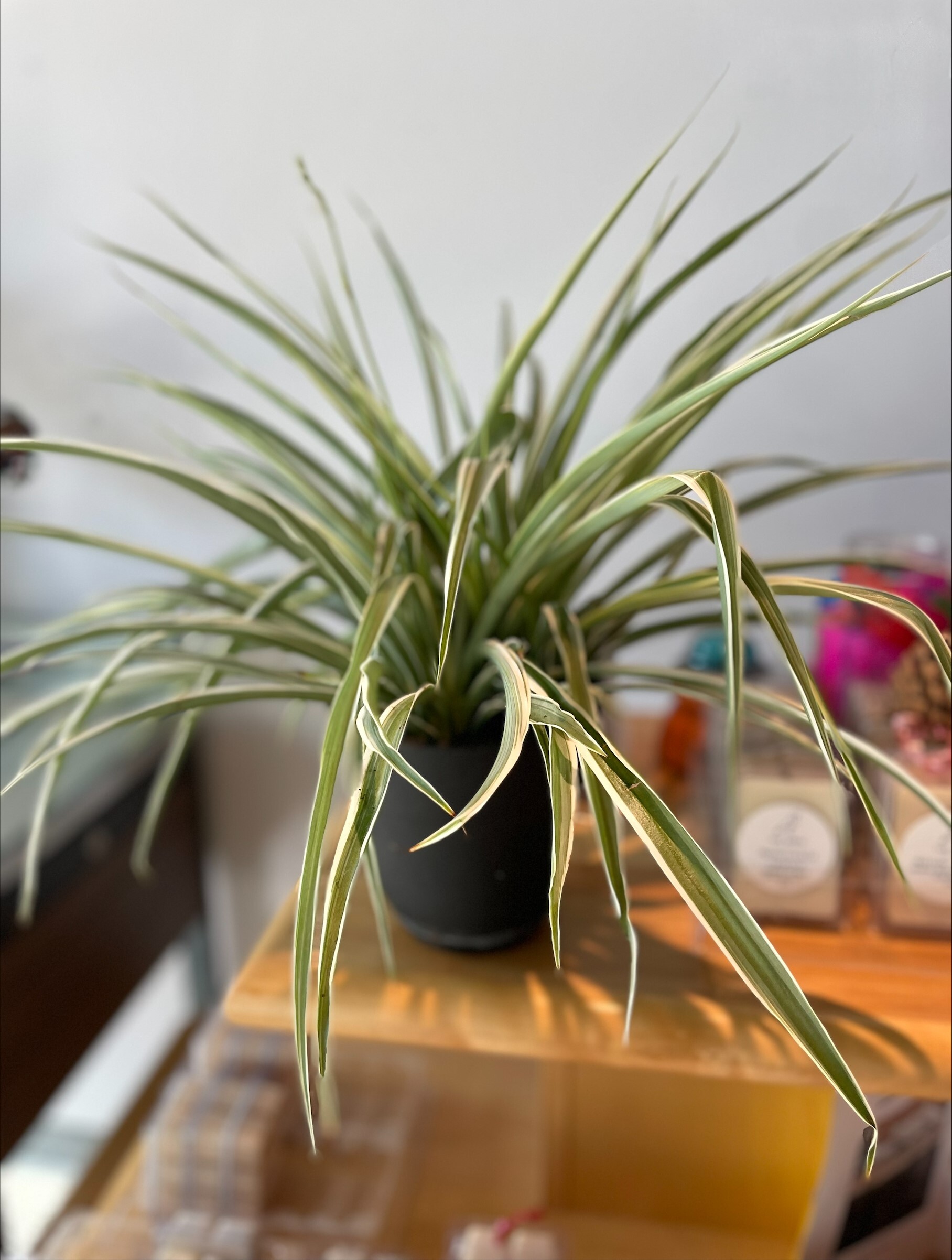 Spider Plant - Medium