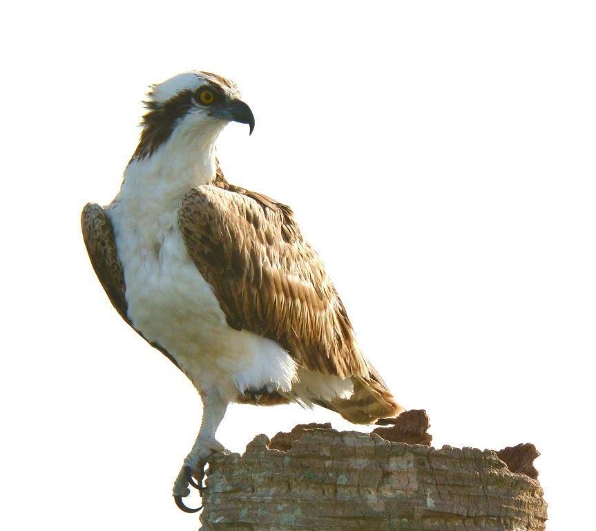 Osprey