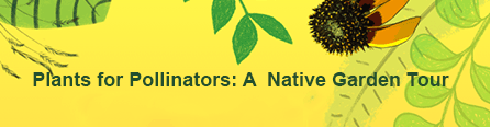 Plants for Pollinators: A Native Garden Tour