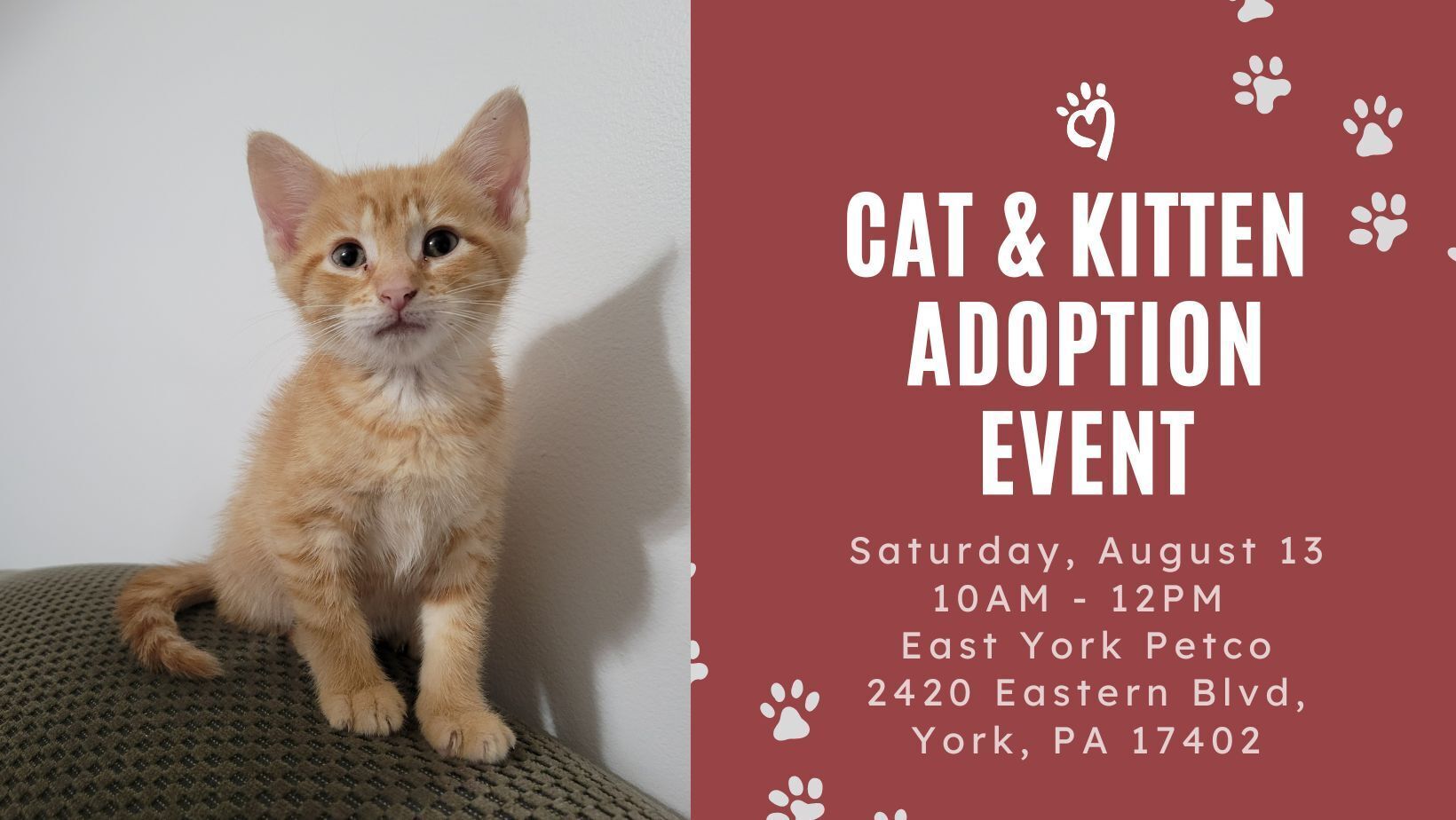 Cat and Kitten Adoptions at East York Petco Event Calendar News Events York County SPCA