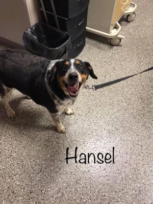 HANSEL