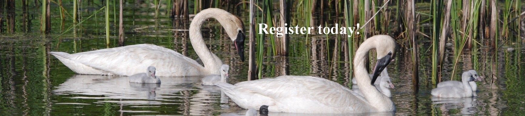 Register for the 27th Trumpeter Swan Society Conference