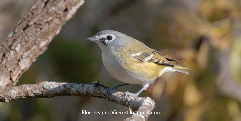 Blue-headed Vireo