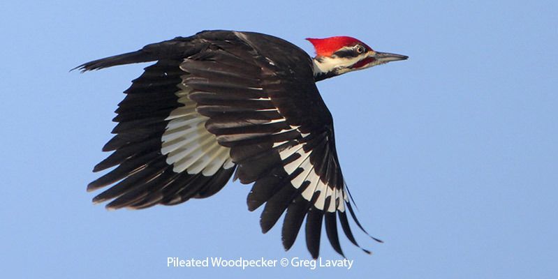 Pileated Woodpecker