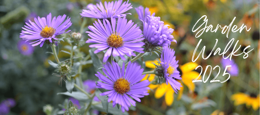 Purple aster with yellow black eyed-Susans in the background