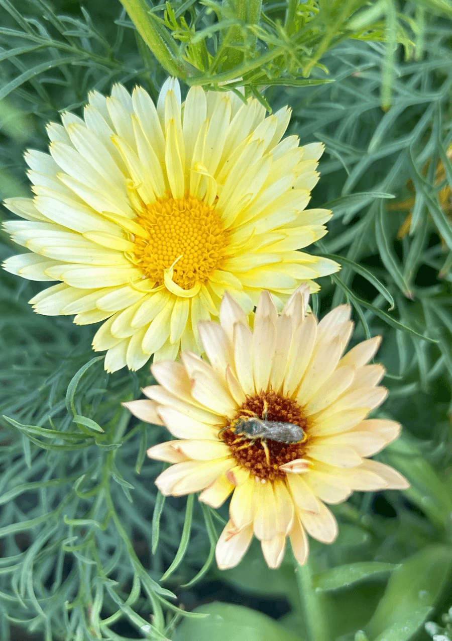 Become a Garden Specialist