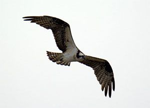 Osprey at Archbishop Fiorenza Park