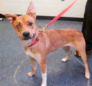 Virginia - ADOPTED