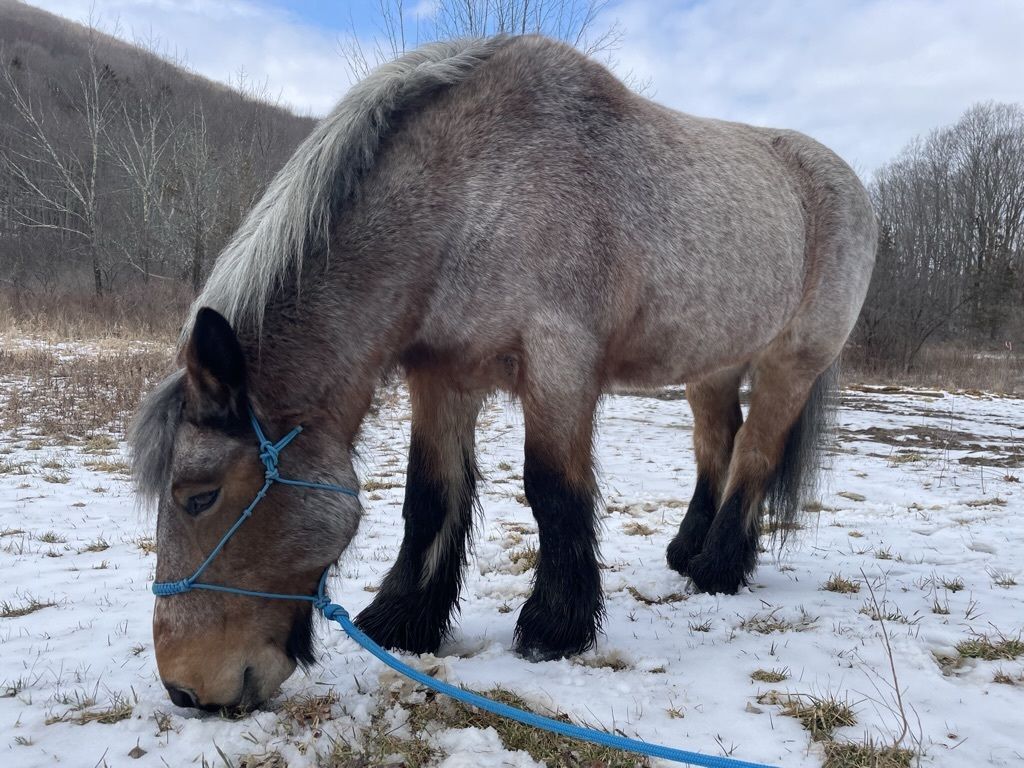 Veteran Equine Therapy