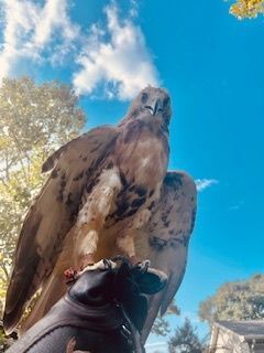 Red Tailed Hawk