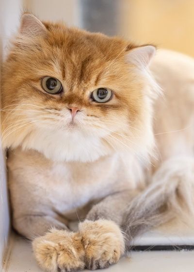 WINSTON