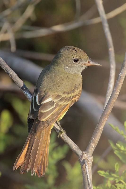 Great Crested Flycatcher