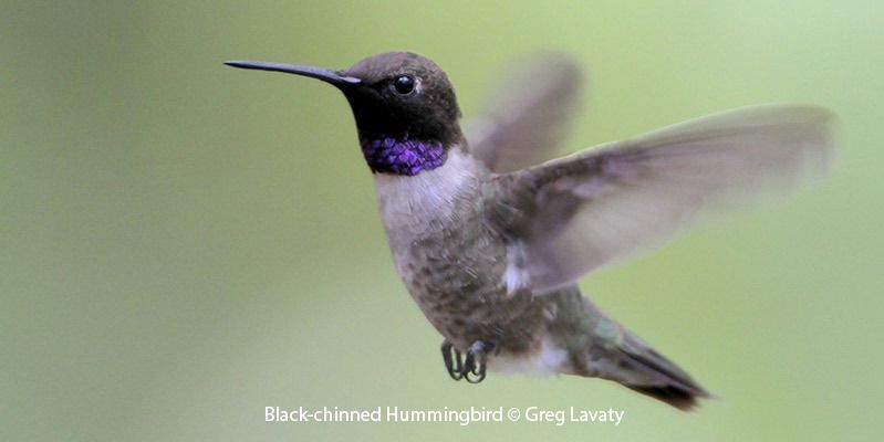 Black-chinned Hummingbird