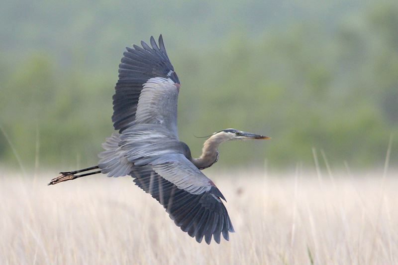 Great Blue Heron