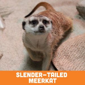slender tailed meerkat