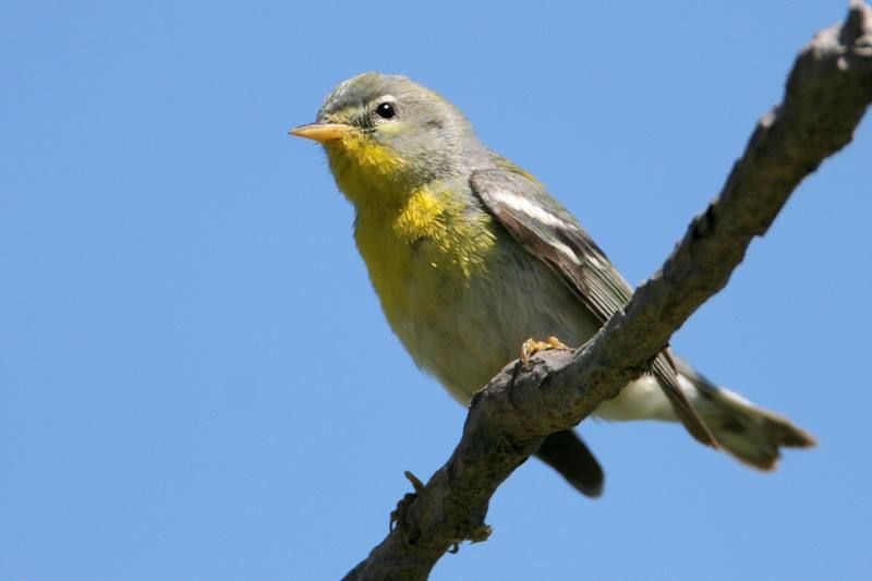 Northern Parula