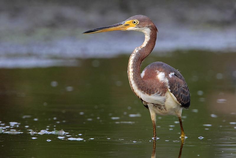 Tricolored Heron