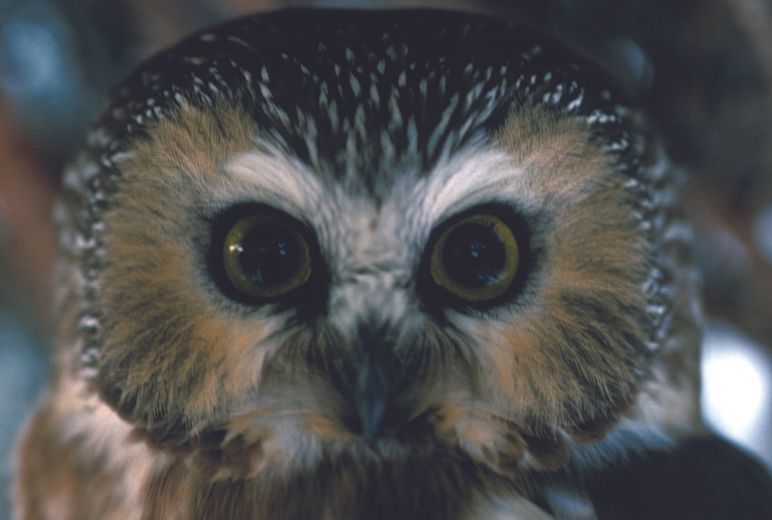 Field Trip: Saw-whet Owl banding