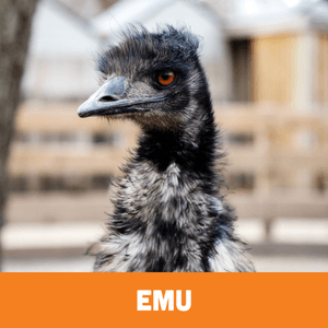 Emu