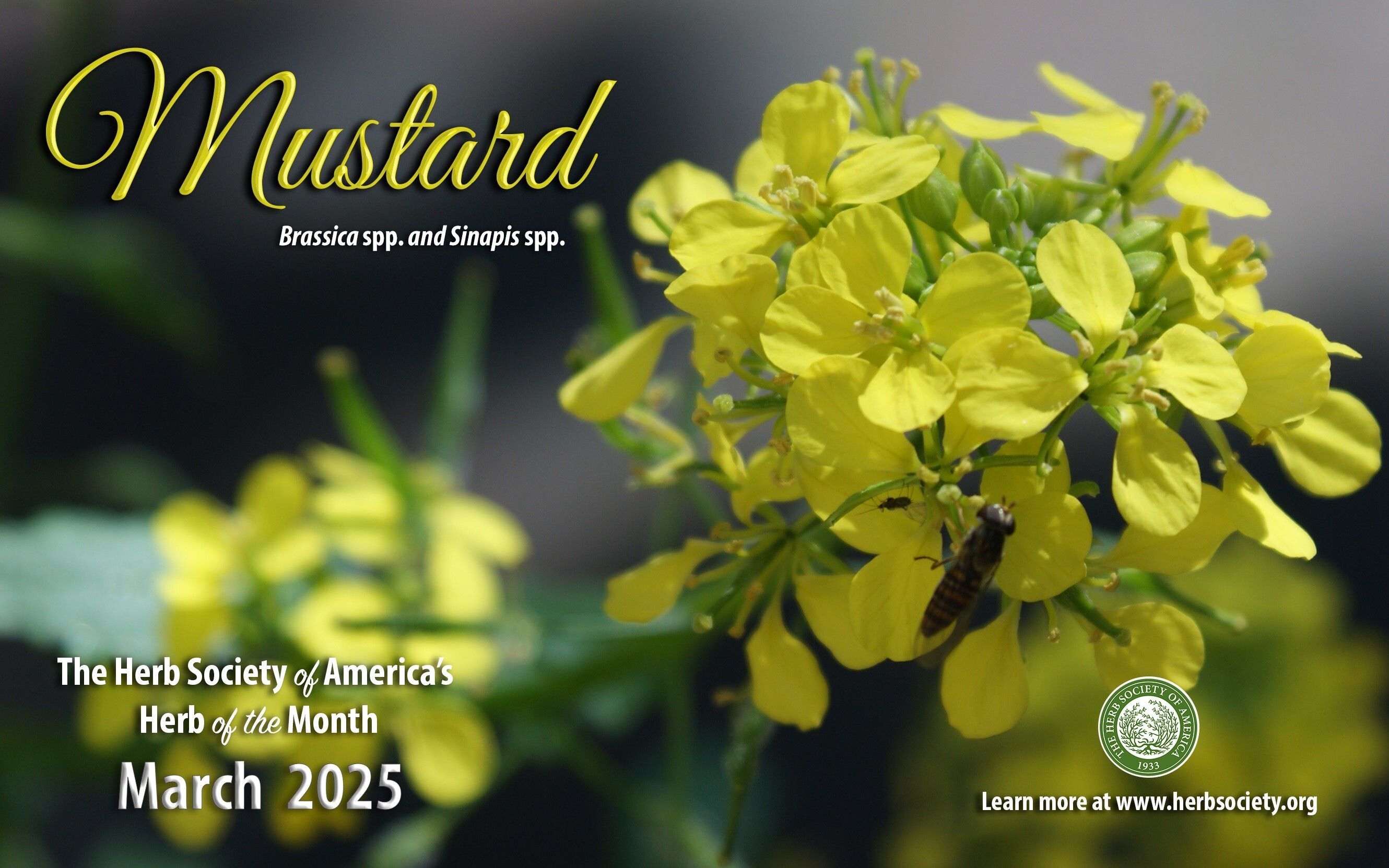 March Mustard