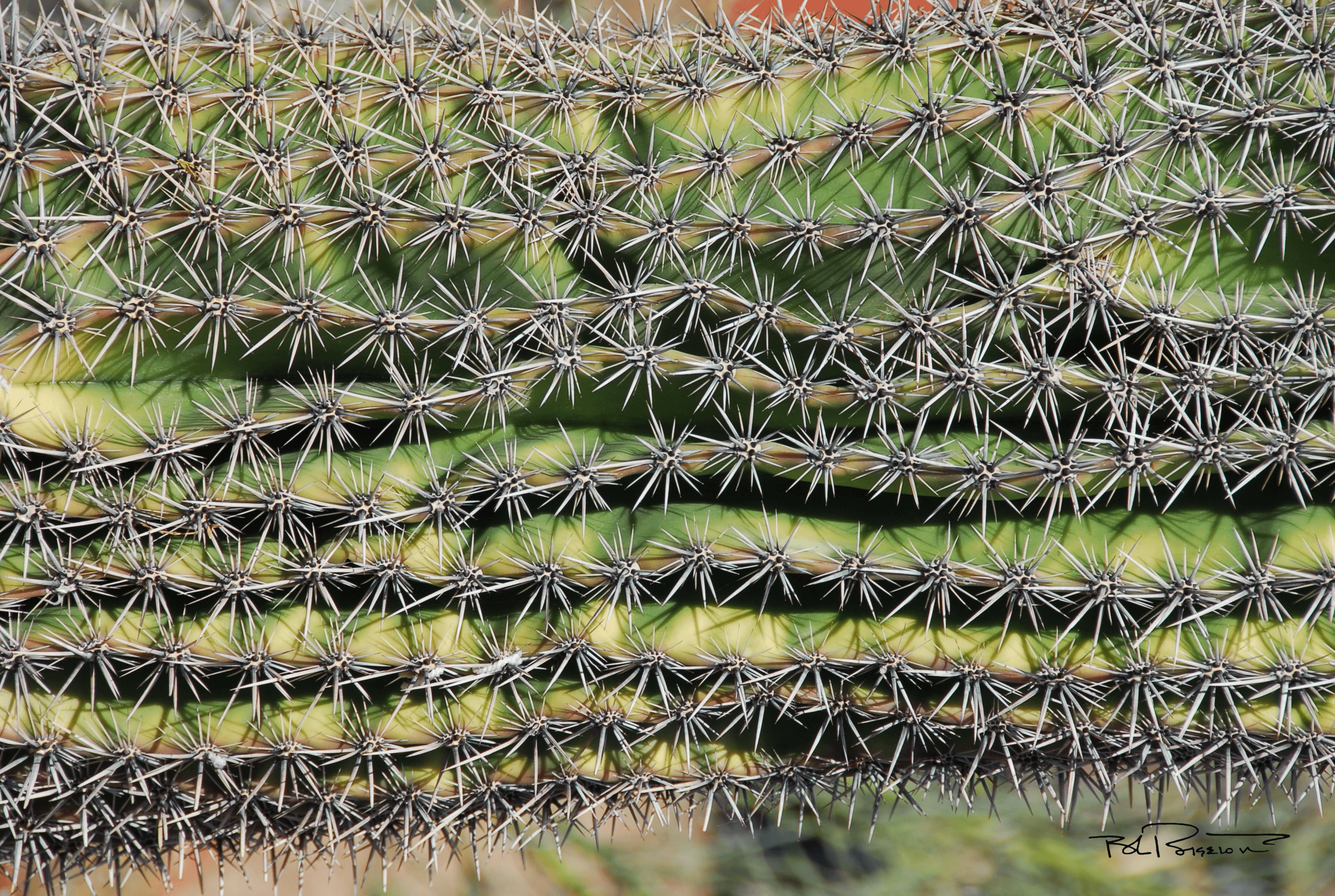 Cactus Rows