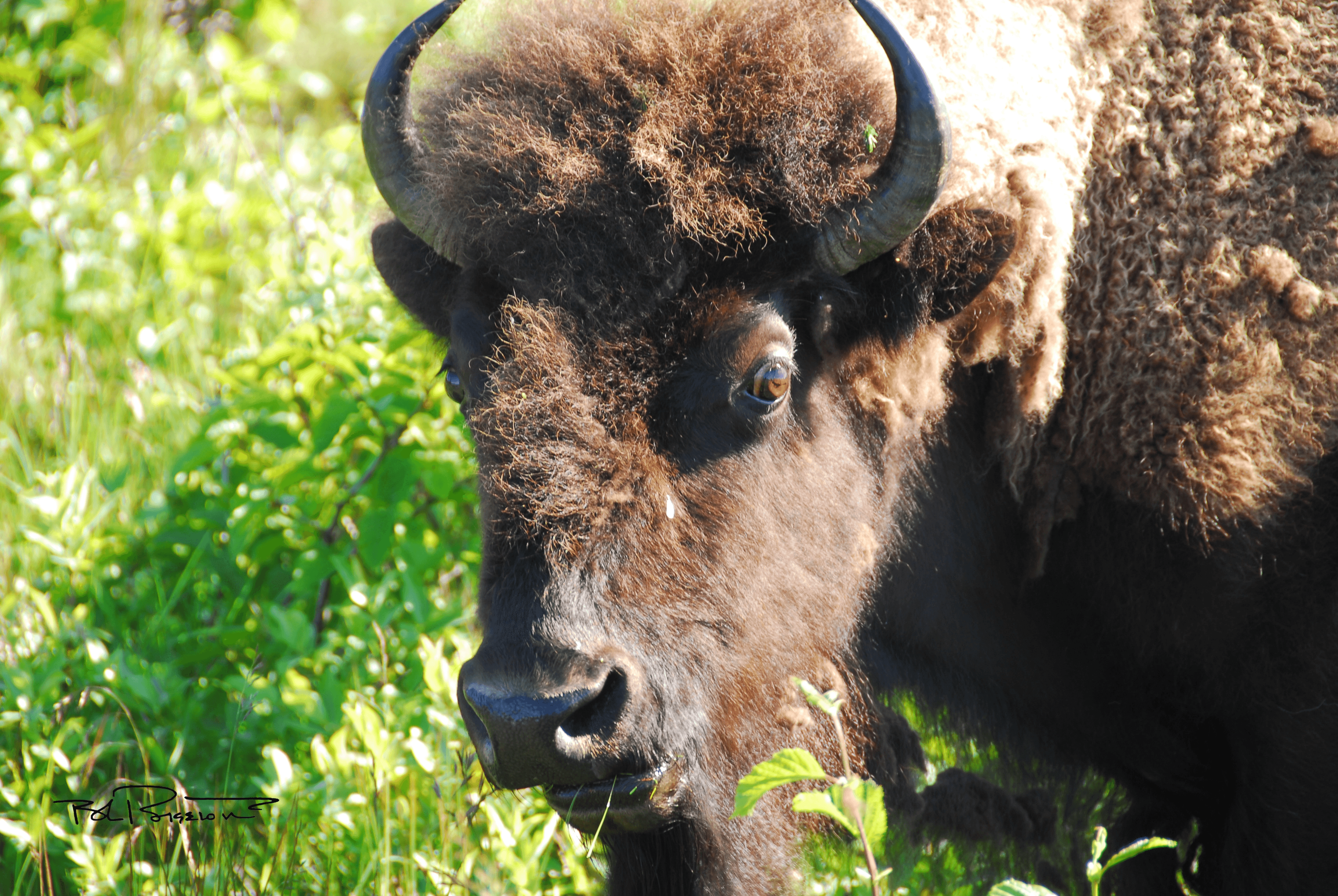 Bison 3