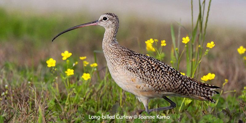 Long-billed Curlew