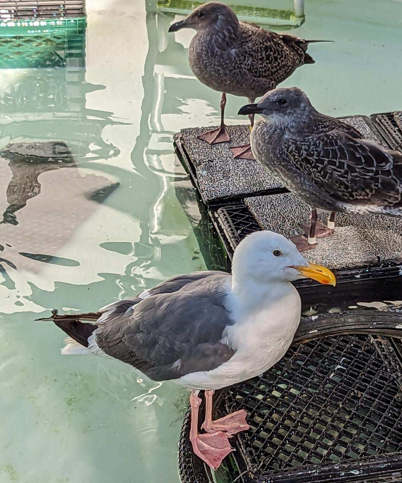 Two fledgling gulls and one adult gull