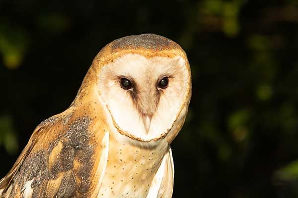 New Barn Owls