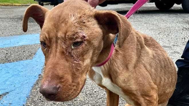Fig, a dog found starved on Paterson streets, needs donations for medical care (NorthJersey.com)