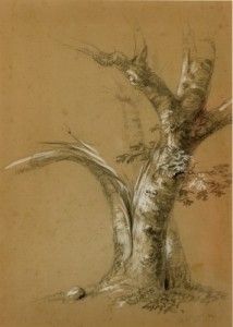 Study of a Blasted Tree