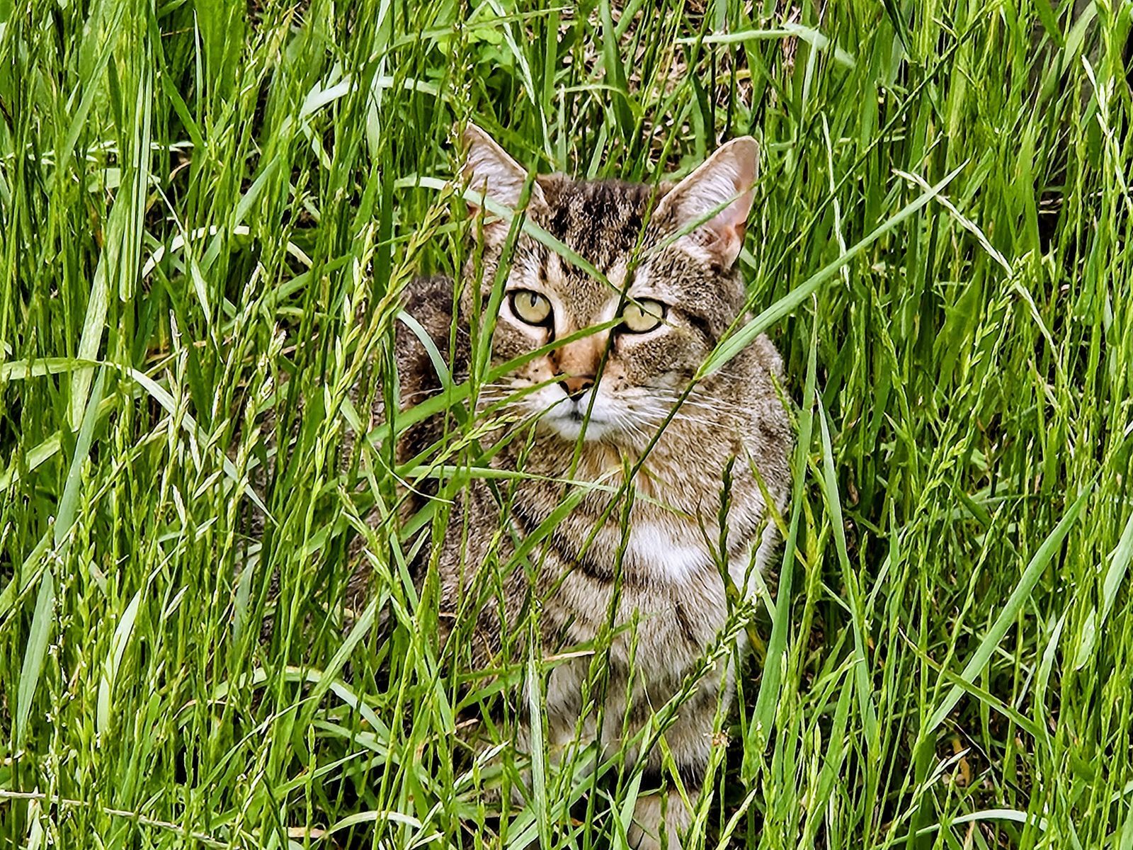 Rescue cat in green grass with beautiful green eyes