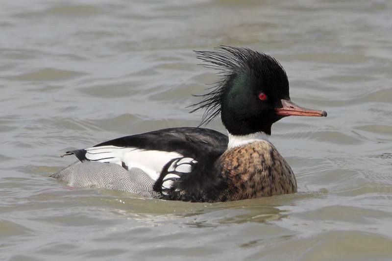 Red-breasted Merganser (male)